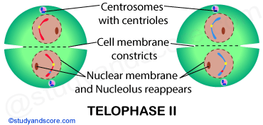 Telophase 2, meiosis 2, meiotic cell division, reductional cell division